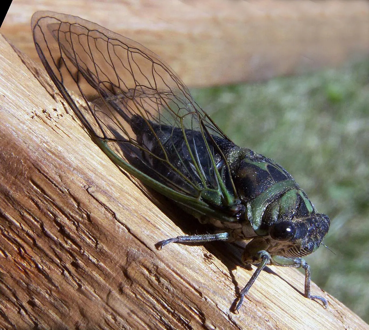 Cicala