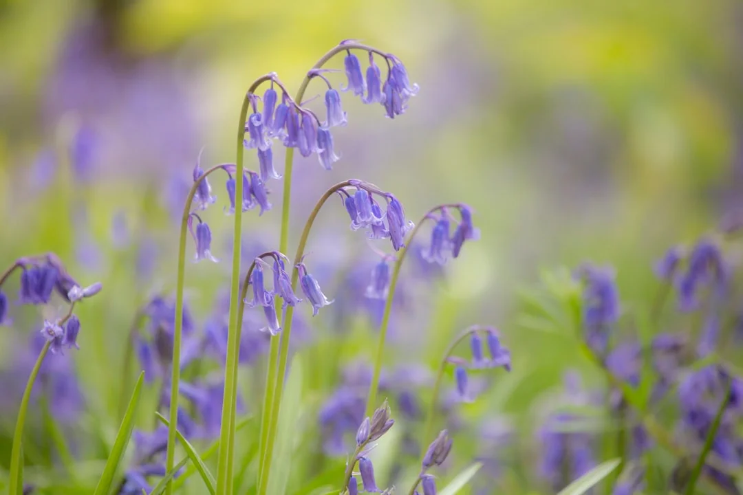 Scilla